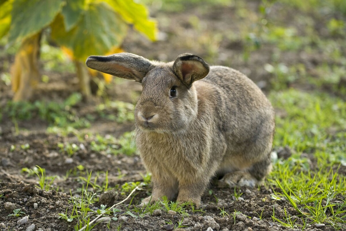 垂耳兔一只眼睛开不了,垂耳兔一只眼睛睁不开