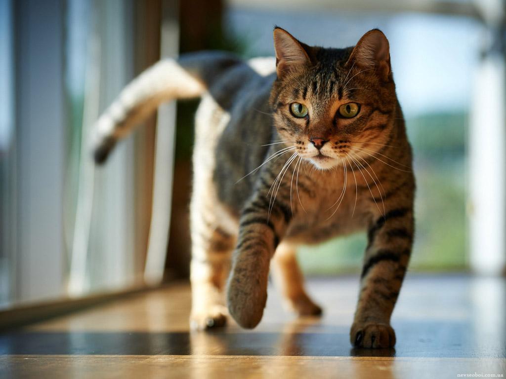 猫咪经常上蹿下跳会得髌骨脱位吗,猫咪脱臼了治疗要多少钱