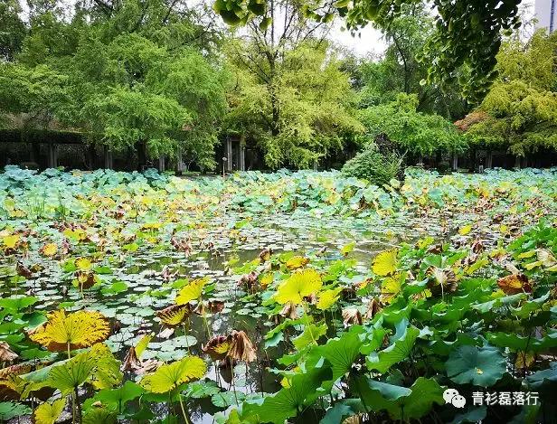 月满易园兰舟、秋莲华西钟楼：诗意生活就在身边，何须远走？