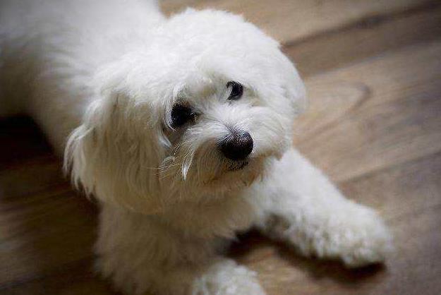 比熊犬生病症状有哪些,比熊的应激反应症状