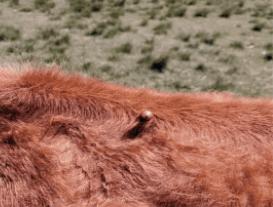 养牛场牛有癣怎么办,育肥牛身上牛皮癣的最佳治疗方法