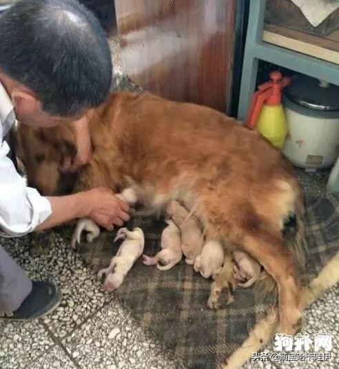 金毛主人找上门,见到人就躲着狗狗