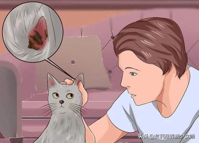 猫咪不停地甩头是什么含义,猫咪不停的甩头打喷嚏怎么办