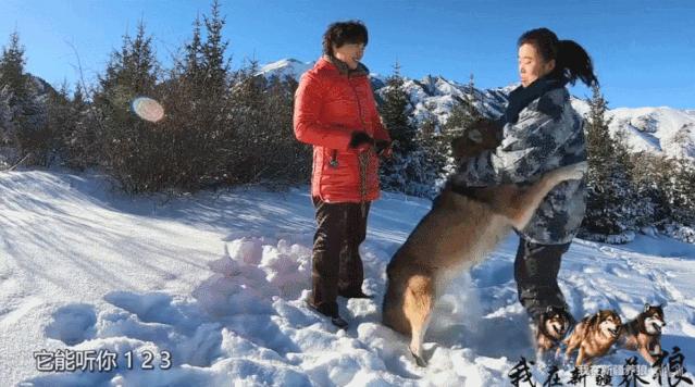 这位“女汉子”在*疆新**，把狼养成了哈士奇，就是经常揍狼的那个