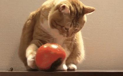 猫咪不听话怎样调教,猫咪不听话怎么训练