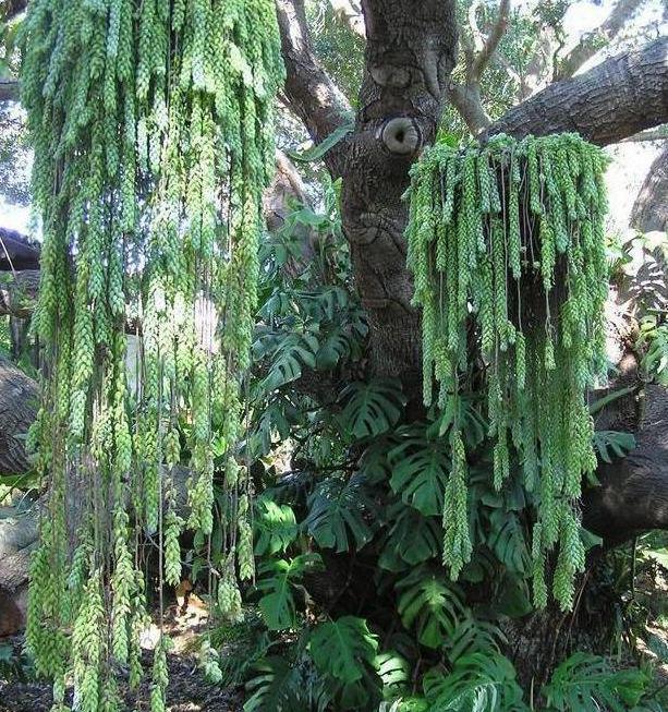 多肉玉缀锦图片,新玉缀多肉植物怎么养护