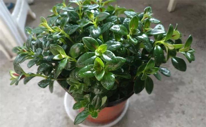 刚买的花，发蔫落苞加黄叶！为什么呢？多半是放错了位置