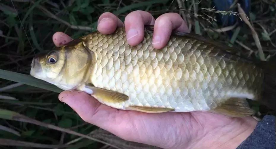 为什么会出现阴漂,阴漂不中鱼是什么原因