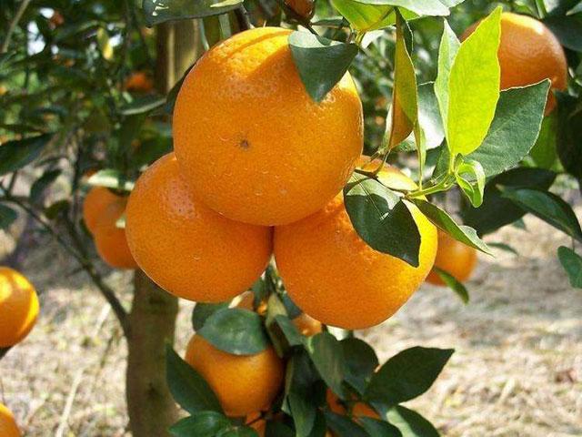 磷酸二氢钾讲解,最全磷酸二氢钾使用技术