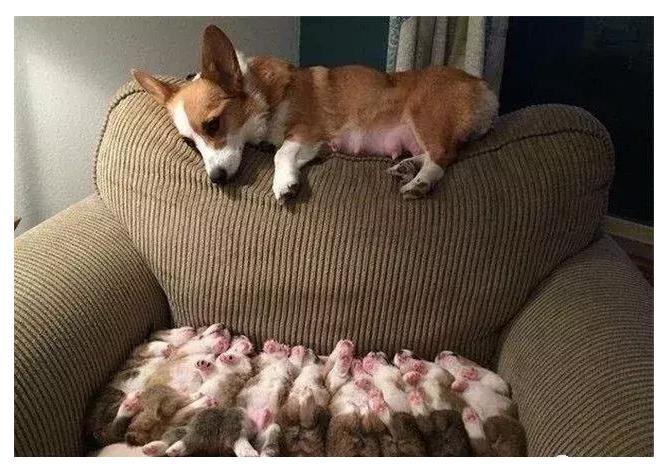 黑色拉布拉多2个月幼犬如何挑选,如何挑选最好的幼犬