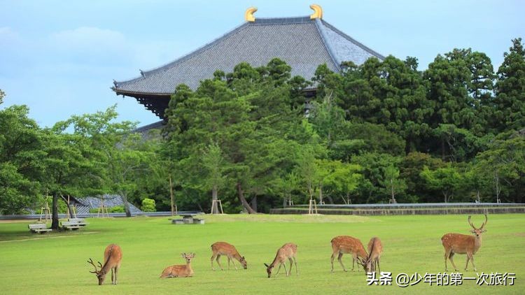 日本奈良东大寺大佛,日本奈良世界文化遗产历史背景