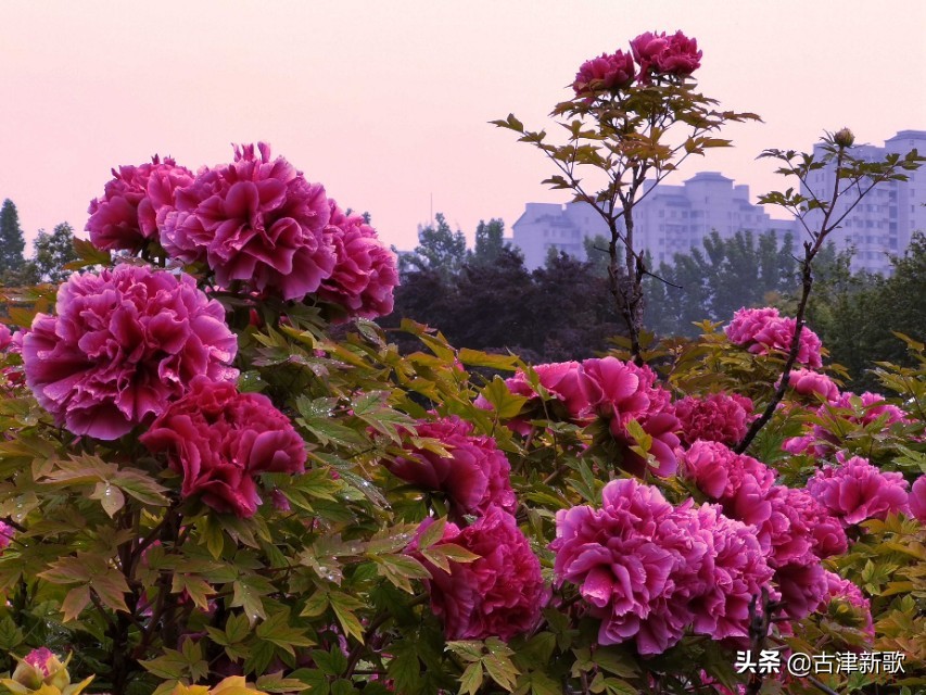 最美牡丹诗词20首,研究牡丹花