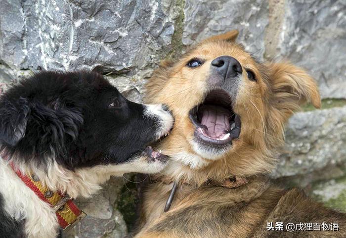 哪些狗狗遭遇了不好的事情,那些年狗狗生过的病