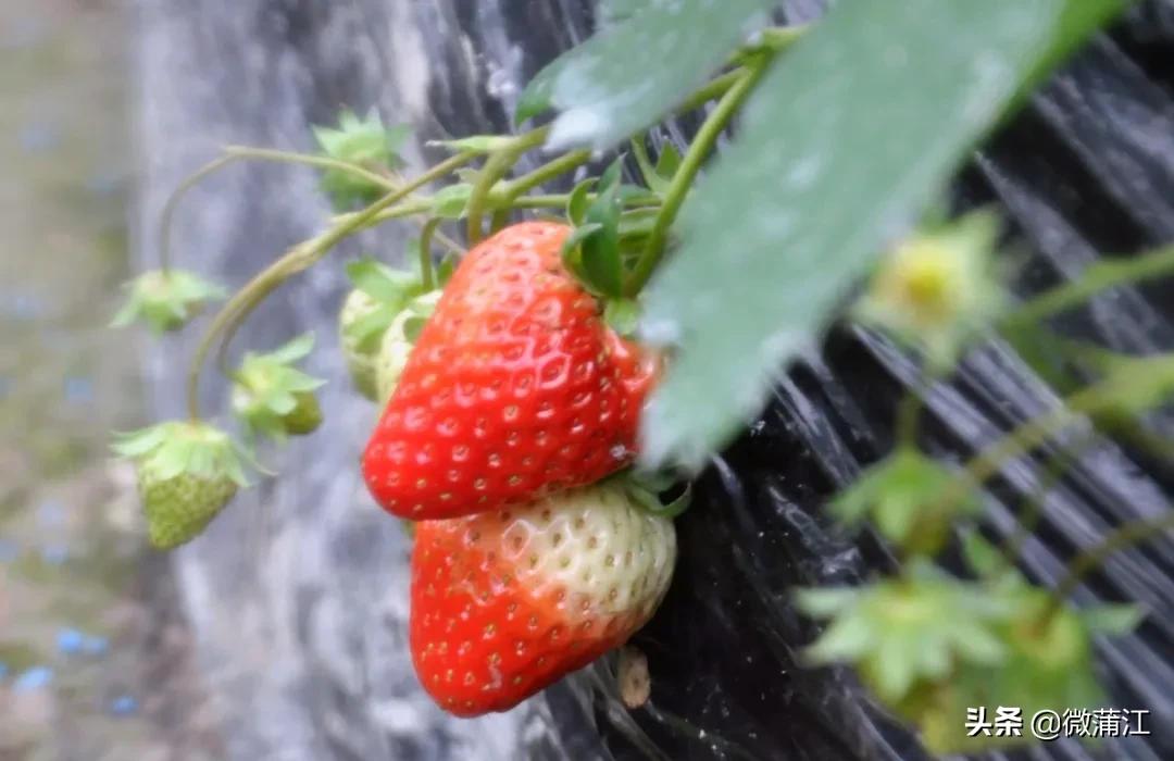 草莓采摘又到了吃草莓的季节,春季草莓采摘的正确打开方式