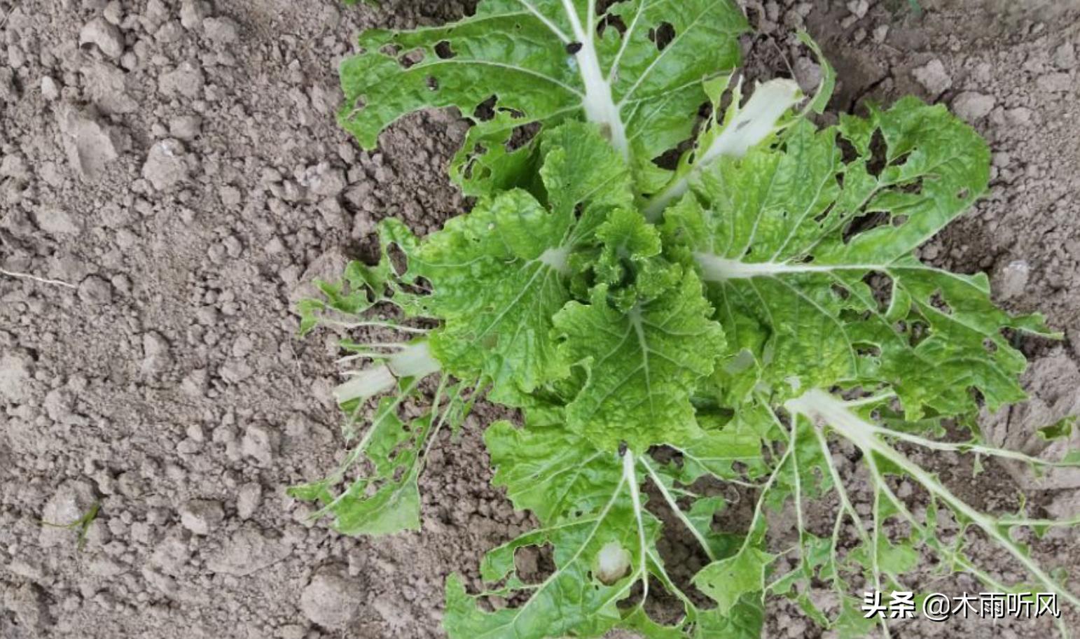 白菜上面有青虫，打什么药好？