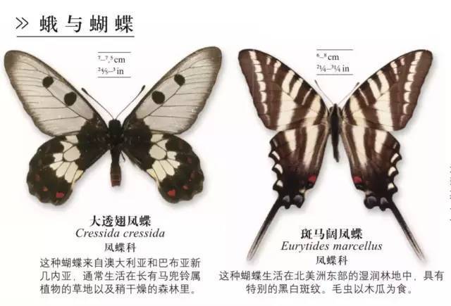 dk系列书籍六岁孩子适合入手哪些,dk儿童认知书推荐