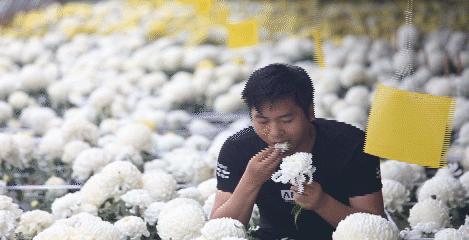 楼观台菊花展,楼观菊花