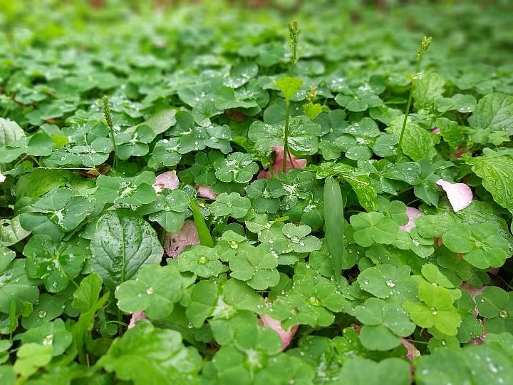 三星galaxya9s拍照,三星galaxya9开箱评测