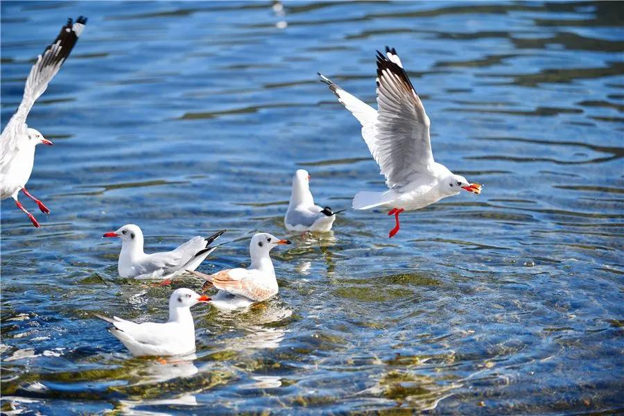 25张照片丽江,20张图片带你看世界