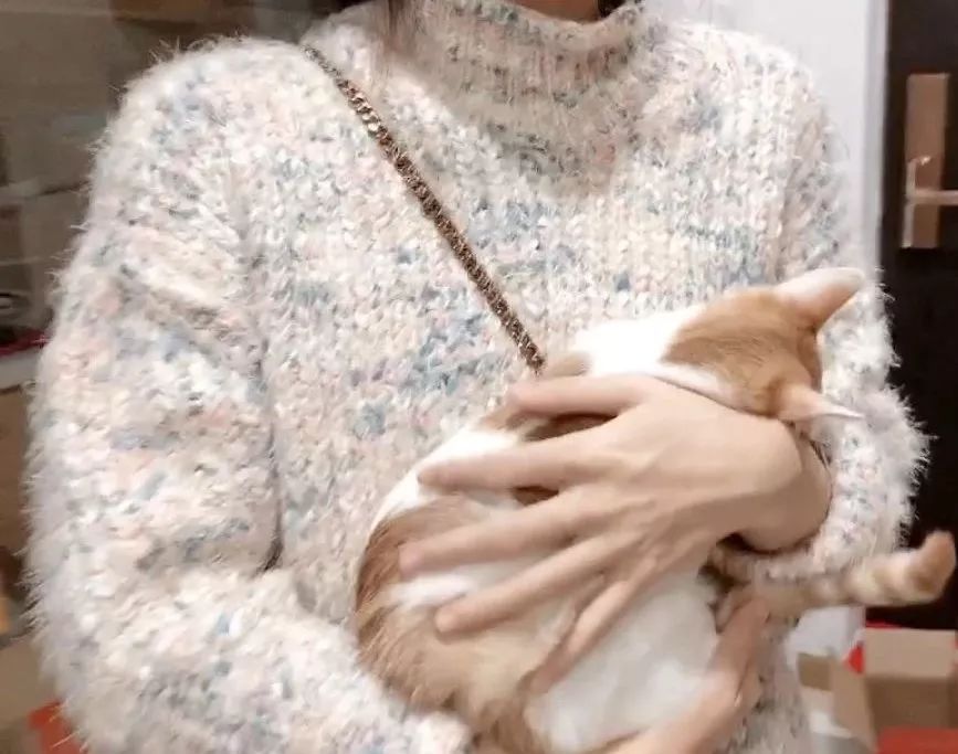 猫感染了新型冠状病毒怎么办,猫会携带新型冠状病毒吗