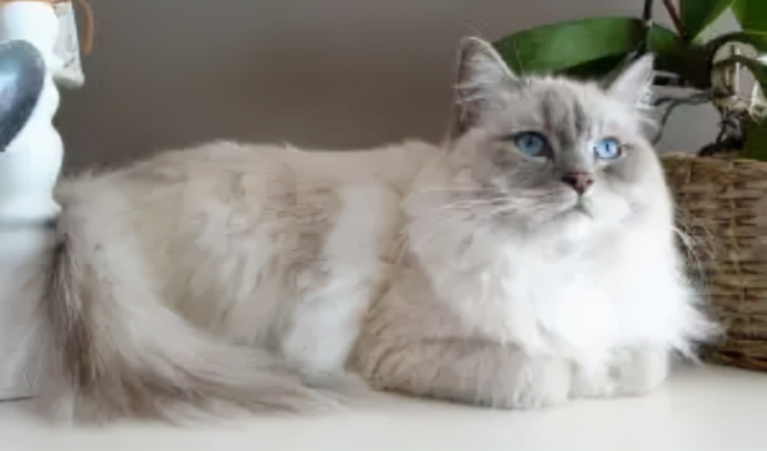 世界公认十种最可爱的猫,十种最可爱的猫