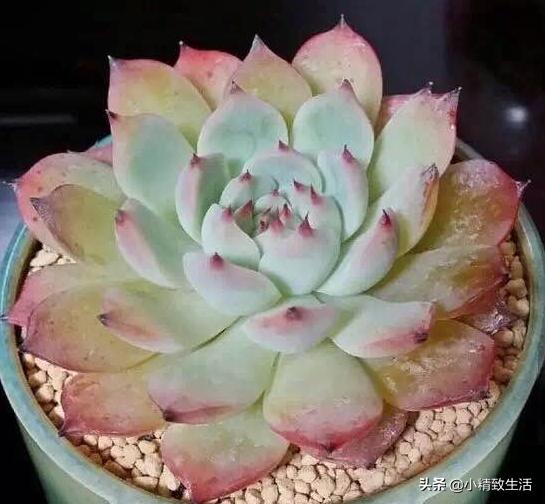 多肉植物化水,多肉植物化水是什么意思