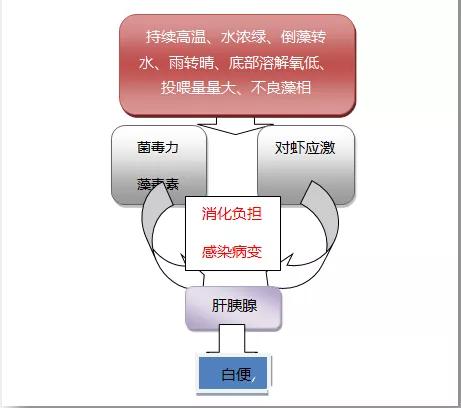 对虾白便是如何危害对虾养殖的,南美白对虾尾部一节白是什么原因