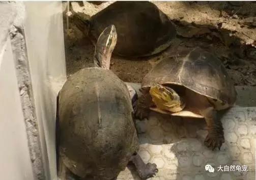 想养龟有什么讲究,想养陆龟你需要关注的十件事