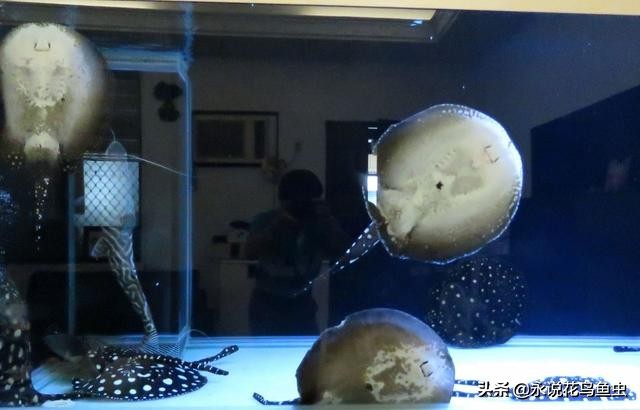 魟鱼的观赏价值,2023年魟鱼价格趋势