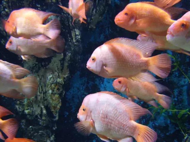 会咬鱼的观赏鱼,观赏鱼哪些不会咬人