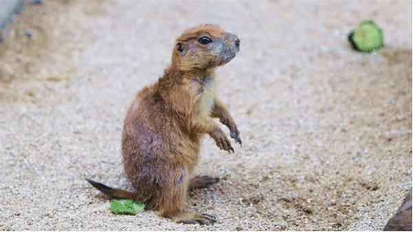 发现海洋魅力的海昌——中国主要景区运营商连锁运营产品述评