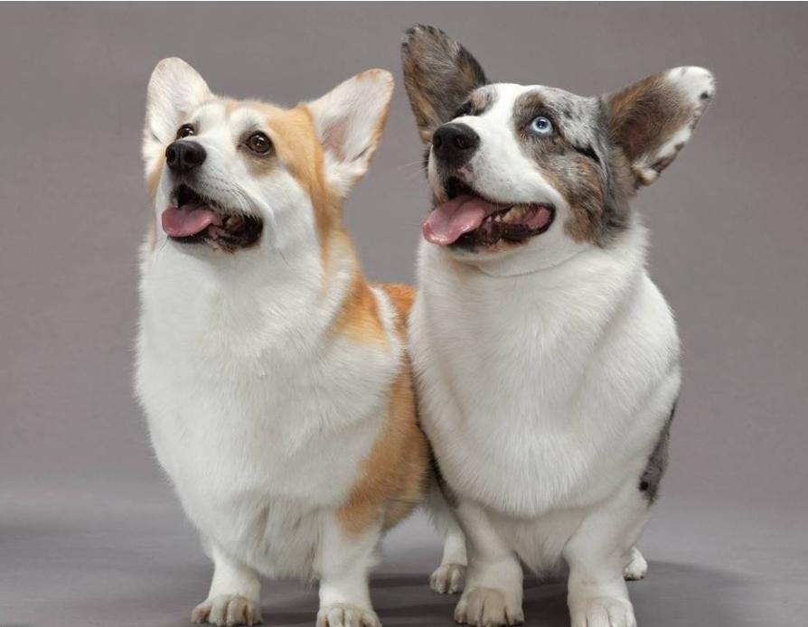 狗狗为什么人工授精,什么叫人工授精狗狗