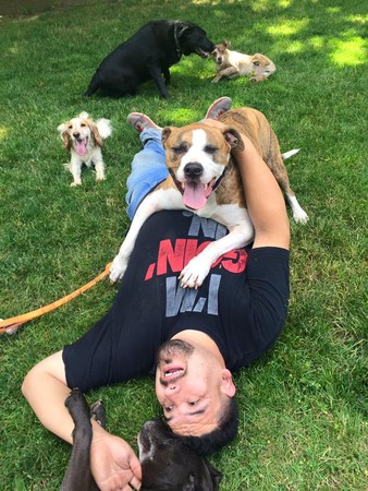 可爱的狗狗去上学,宠物狗狗去学校上学