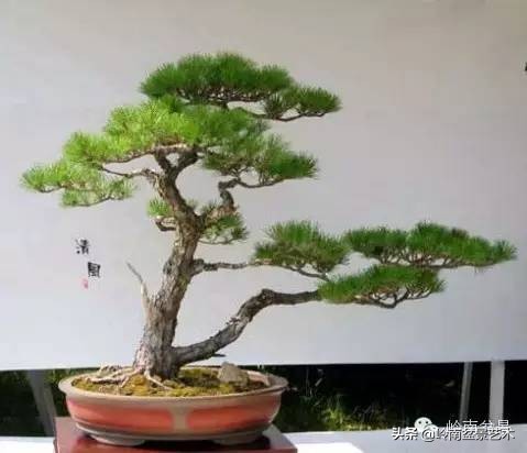 零基础云南黑松小型盆景教学视频,黑松盆景修剪后萌芽快还是放养快