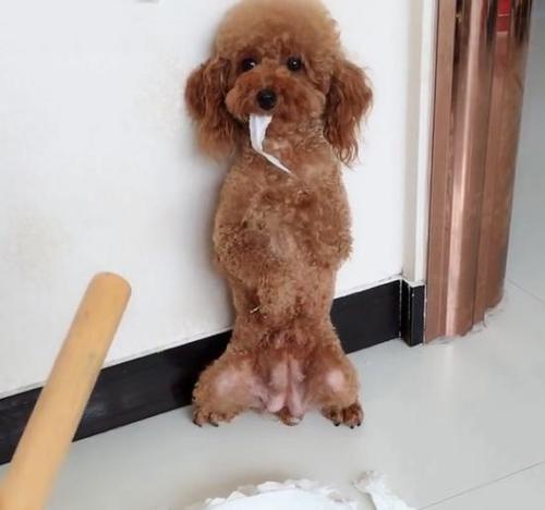 狗仗人势的真实原因,泰迪犬的这7种表现