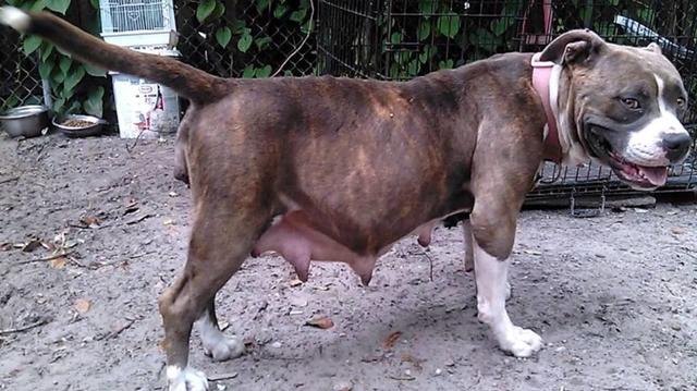 母狗生育后体型变化,怎么分辨狗狗是怀孕还是正常发育