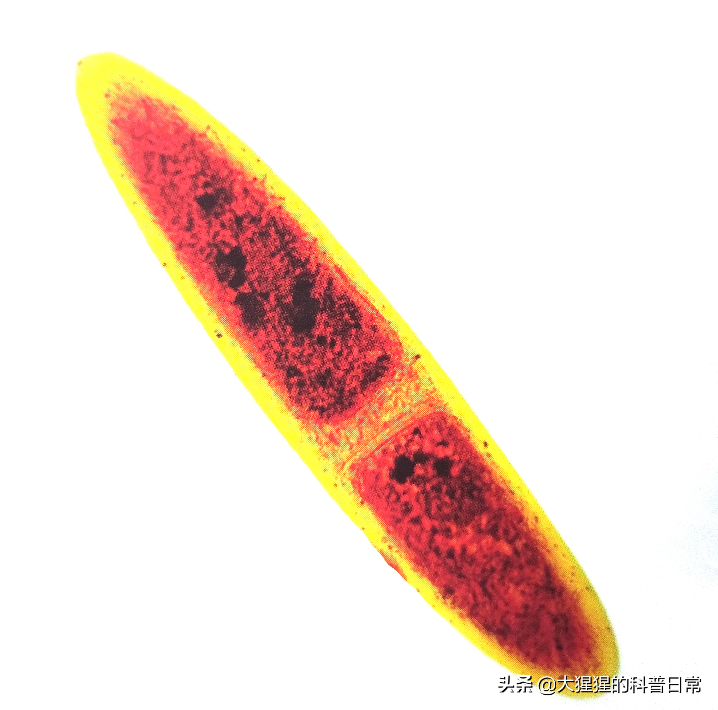 微生物原核生物,微生物照片原核生物