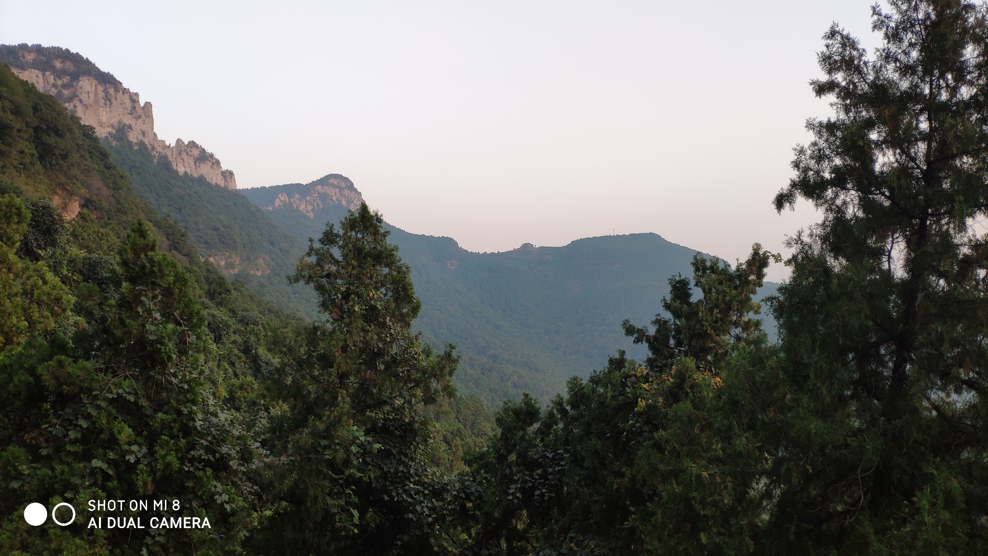 去济南灵岩寺什么必看,济南灵岩寺神树