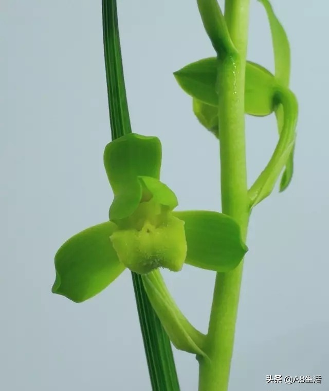 每日一品全文,每日一品茶叶