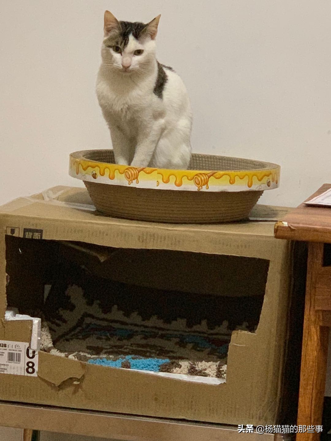 猫猫有关的故事,和猫猫有关的游戏