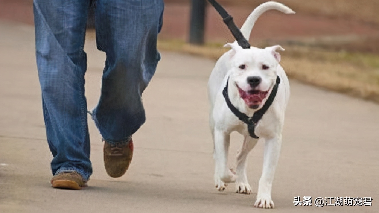 养狗一定不能让狗走在前面么,养狗不遛狗的后果