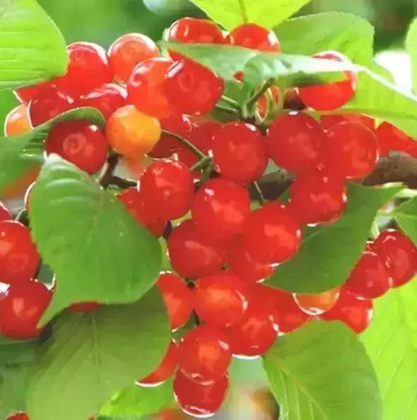 青岛西海岸30多项特产！这鱼还登上央视成了网红