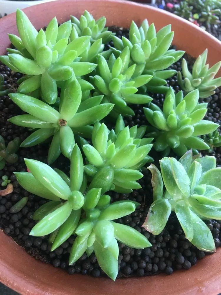 多肉新年寄语,养多肉七八年用心沉淀静待花开