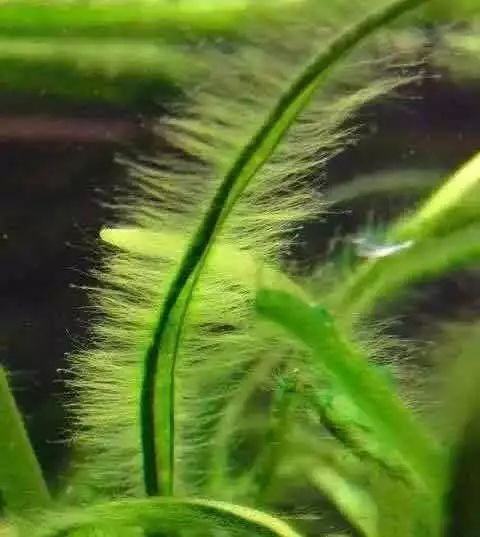 草缸常见10种藻类的解决方法,怎么培养草缸里面的藻类