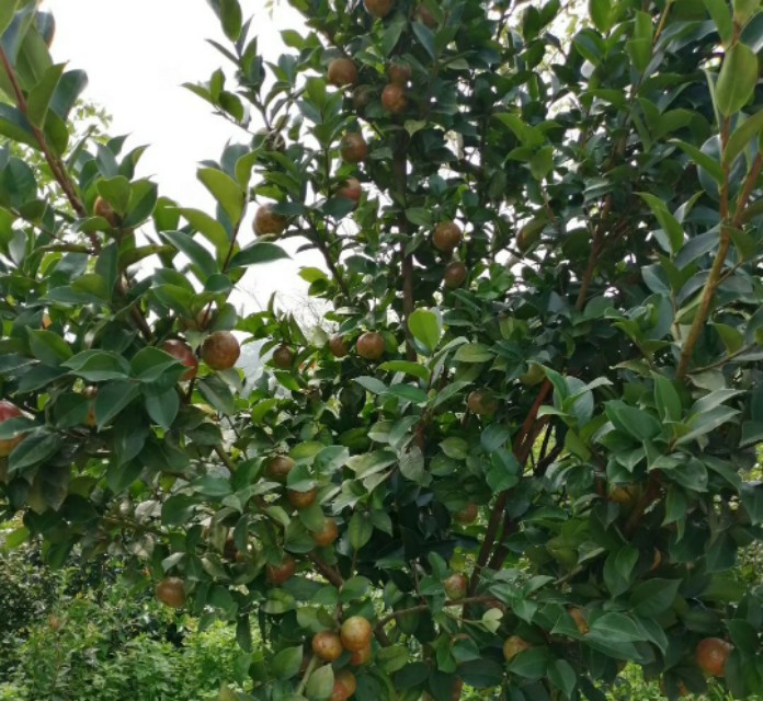 世界四大木本油料植物,世界木本油料作物大全