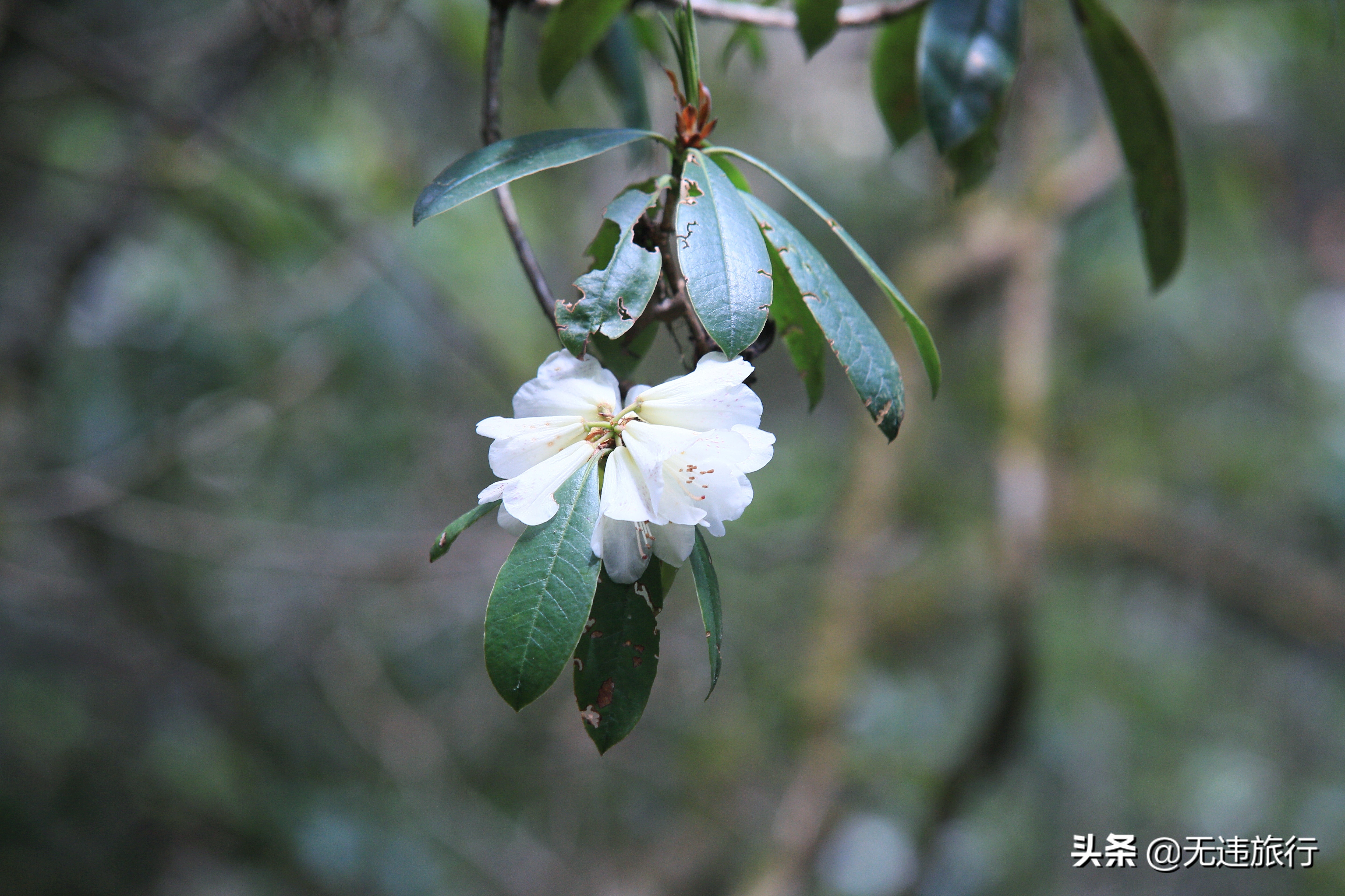 去大理鸡足山徒步旅行,大理鸡足山徒步登顶