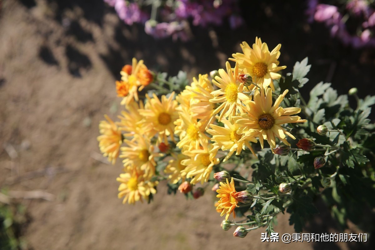 秉周和他的朋友们：八月花令同题诗歌