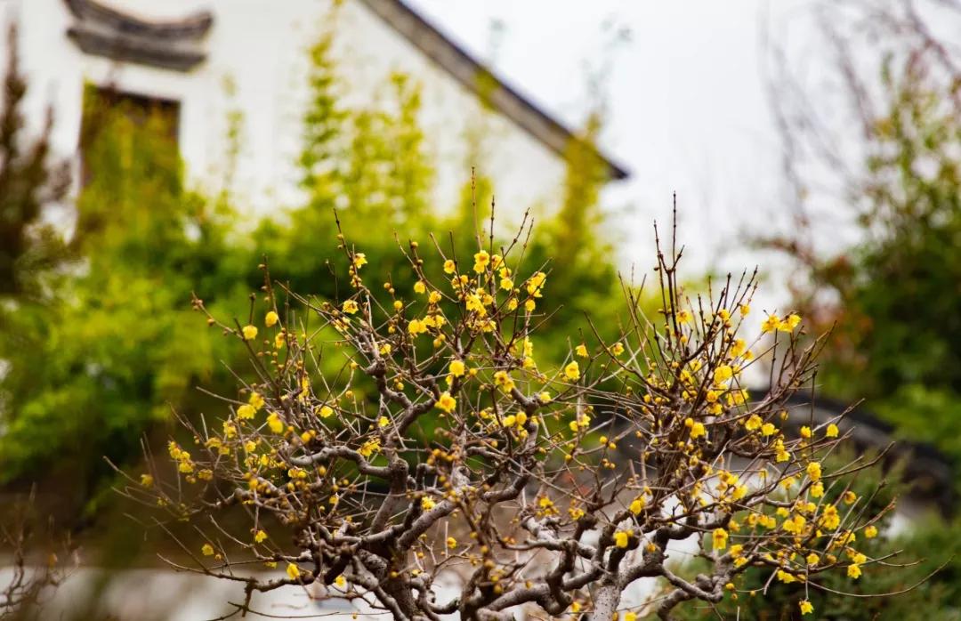 南京腊梅最佳观赏时间,南京赏梅花景点推荐