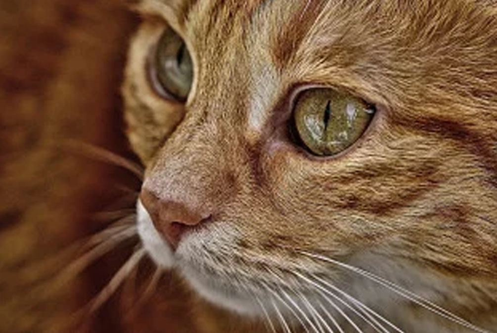 猫咪食欲不振无精打采的几个原因,猫咪无精打采食欲不振到处拉屎