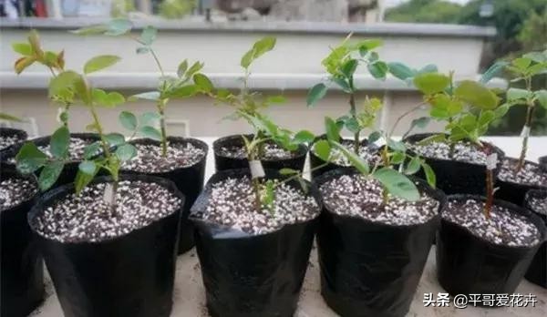 土壤肥力不够用什么肥,土壤肥力不够加什么料